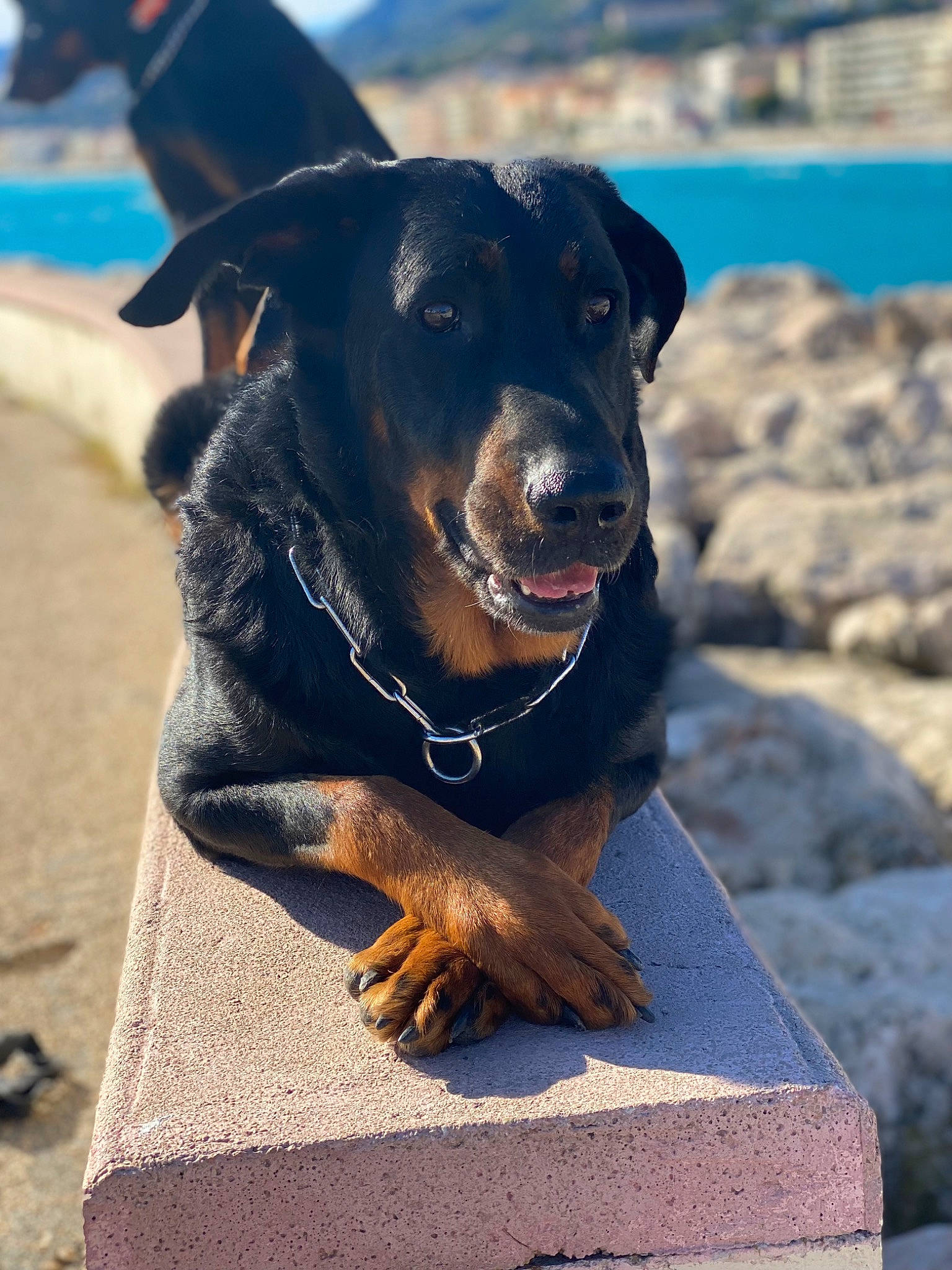 Laska participe au concours pour gagner de l'argent avec cette photo : borador, canidae, carnivore, collar, companion_dog, dog, dog_breed, dog_collar, electric_blue, fur, guard_dog, ocean, pet_supply, sky, snout, sporting_group, water, whiskers, working_animal, working_dog