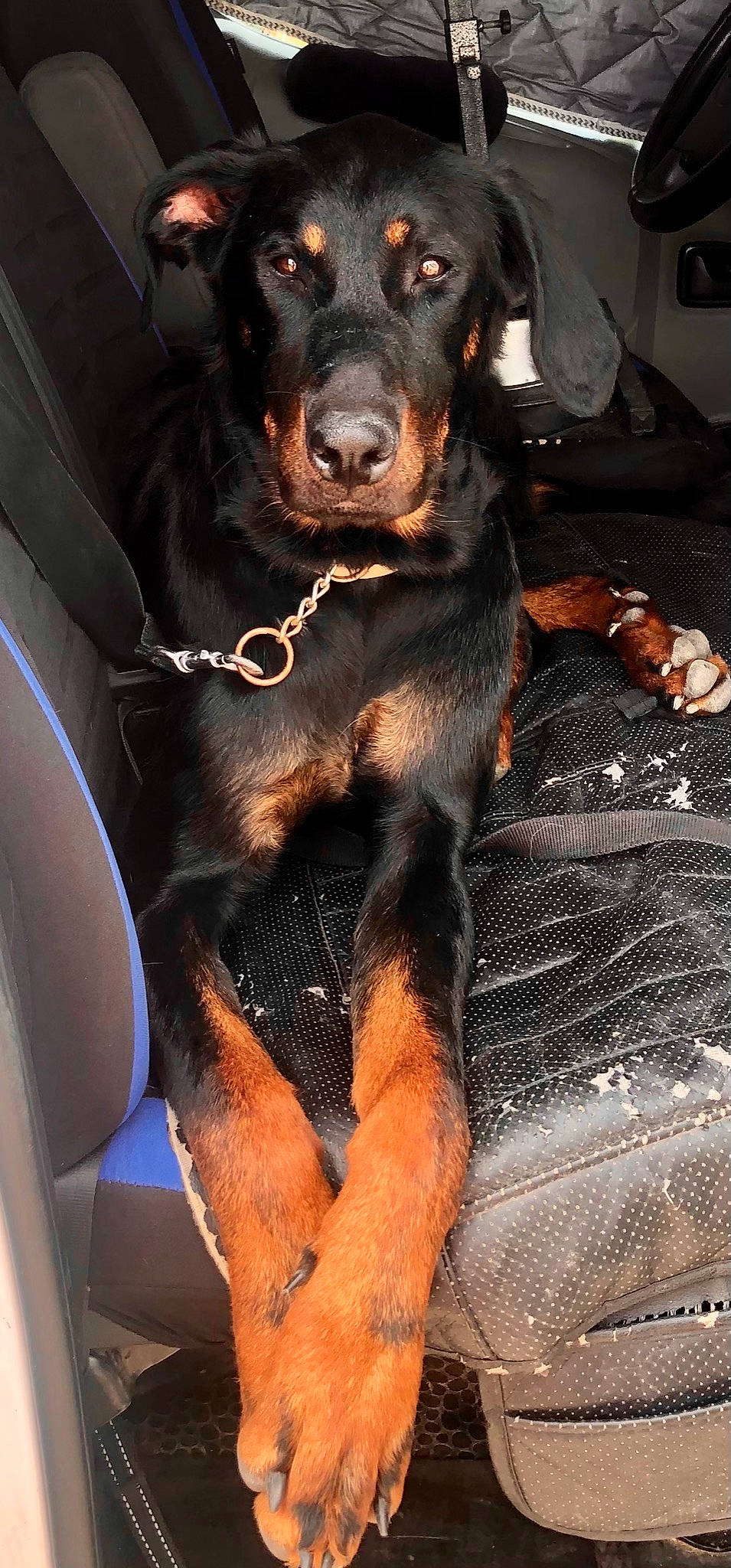 Lady participe au concours pour gagner de l'argent avec cette photo : canidae, carnivore, collar, companion_dog, dog, dog_breed, dog_collar, fur, guard_dog, hound, paw, rottweiler, snout, sporting_group, tail, terrestrial_animal, whiskers, windshield, working_animal, working_dog