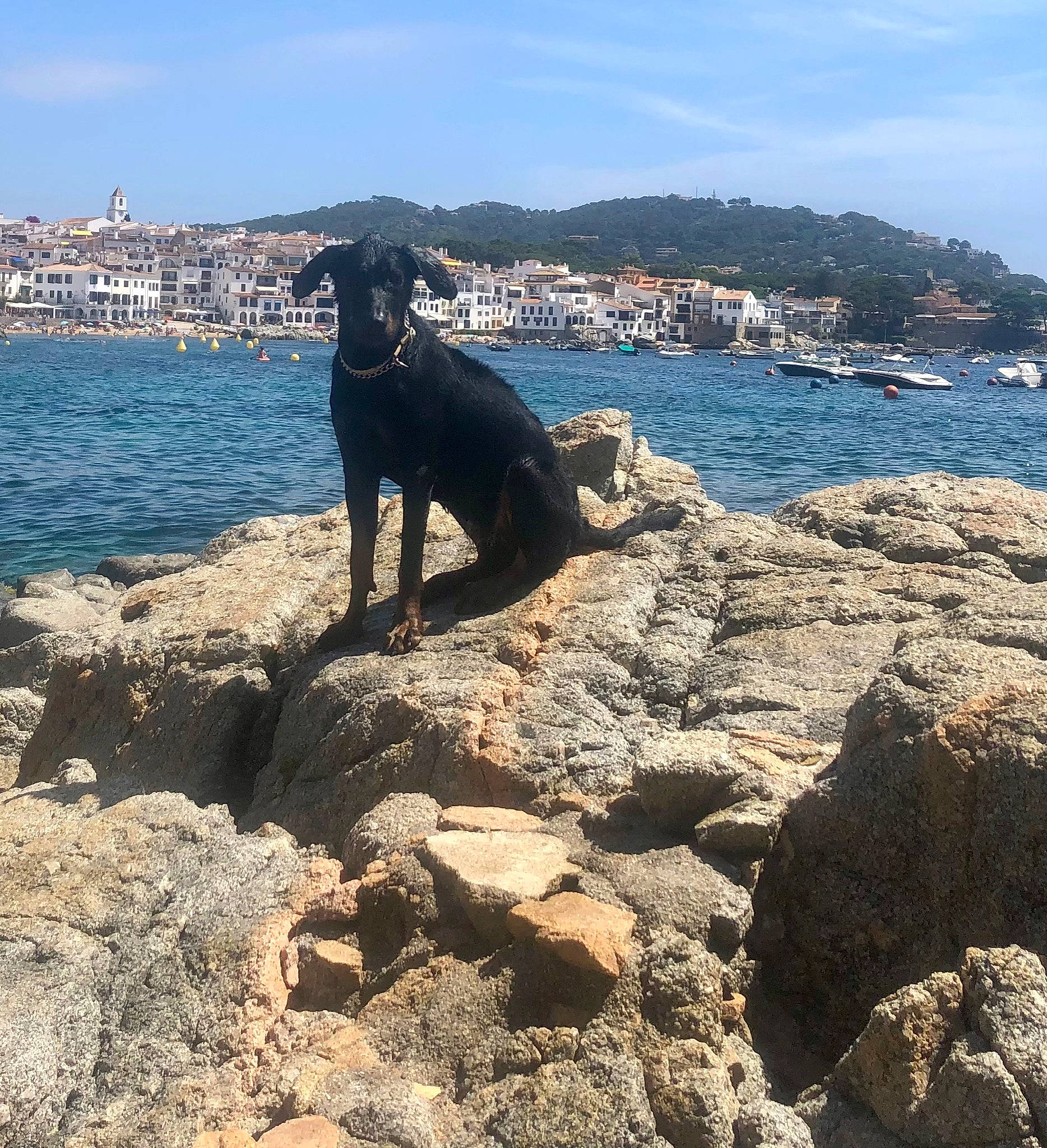 Lady a rejoint le concours — aidez-le/la à gagner de superbes lots ! azure, bedrock, canidae, cape, carnivore, cloud, coast, dog, dog_breed, headland, horizon, lake, ocean, rock, sky, sporting_group, water, wind_wave, wood, working_animal