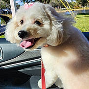 Ms Gigi joined the competition — help win amazing prizes! bow, car_interior, daylight, dog, fluffy, grass, happy, leash, leather, nature, outdoor, park, pet, seat, smiling, sunny, tongue_out, trees, white_dog, window