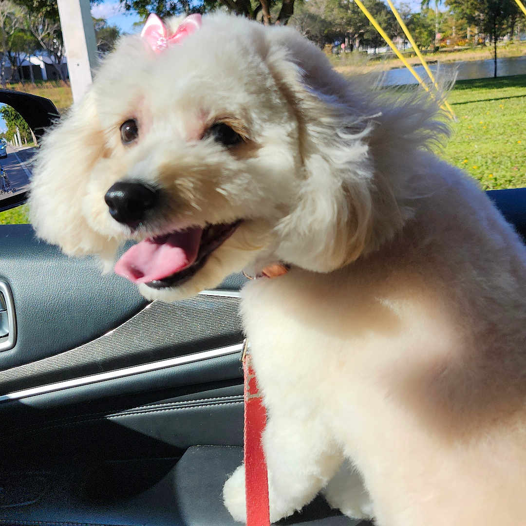 Ms Gigi joined the competition — help win amazing prizes! bow, car_interior, daylight, dog, fluffy, grass, happy, leash, leather, nature, outdoor, park, pet, seat, smiling, sunny, tongue_out, trees, white_dog, window