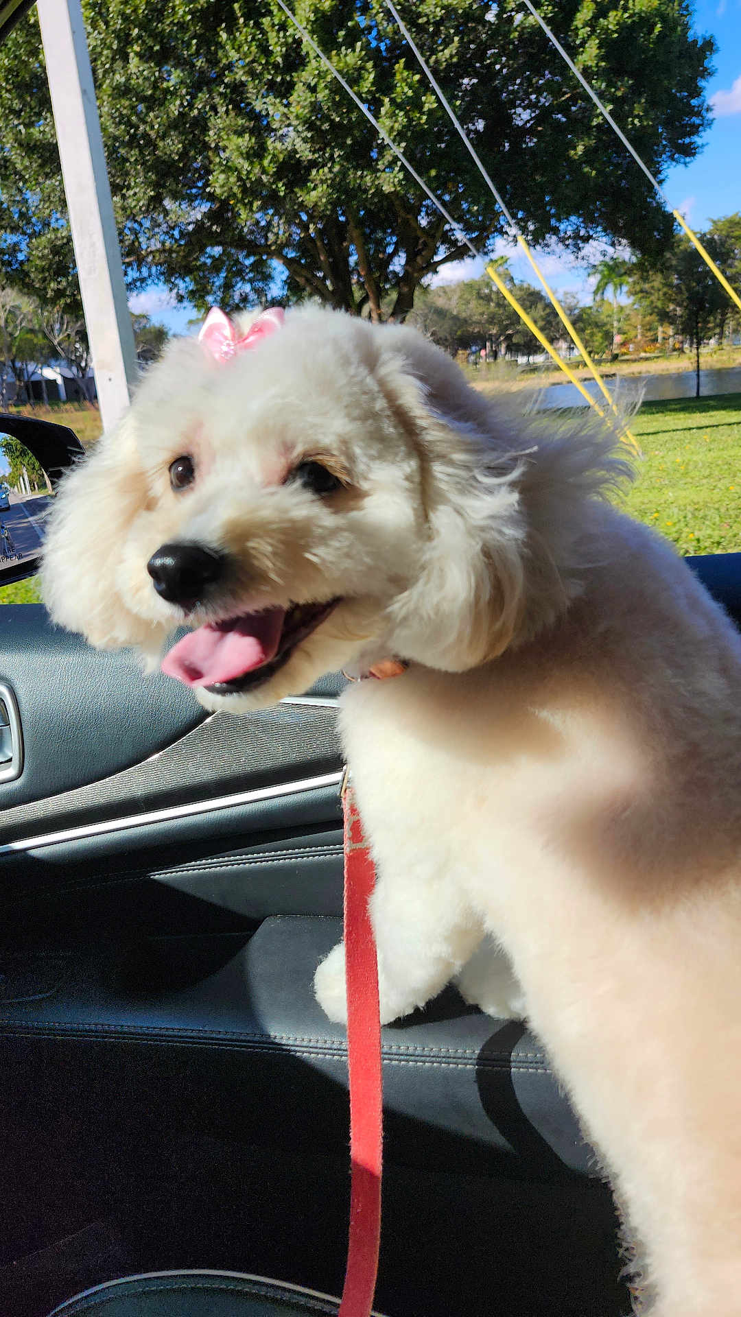 Ms Gigi joined the competition — help win amazing prizes! bow, car_interior, daylight, dog, fluffy, grass, happy, leash, leather, nature, outdoor, park, pet, seat, smiling, sunny, tongue_out, trees, white_dog, window