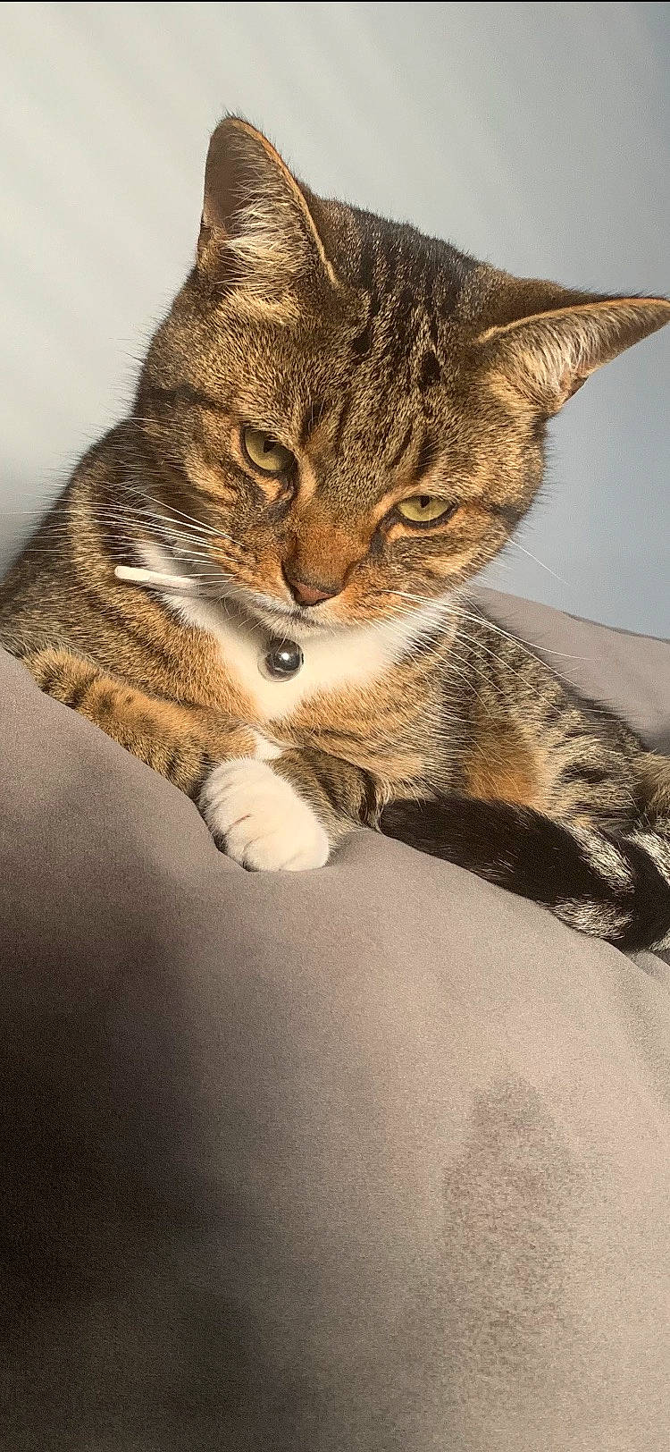 Honey is registered to the contest to win money with this photo: carnivore, cat, claw, comfort, domestic_short_haired_cat, eye, fawn, felidae, fur, paw, sitting, small_to_medium_sized_cats, snout, tail, terrestrial_animal, tree, whiskers, wildlife, window