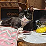 cat, tuxedo_cat, wide_eyes, table, art_supplies, paint_palette, notebooks, pouch, pink, gray, cardboard_box, chewy_logo, wooden_surface, pet, indoor, curious, whiskers, black_and_white, relaxed, domestic_cat