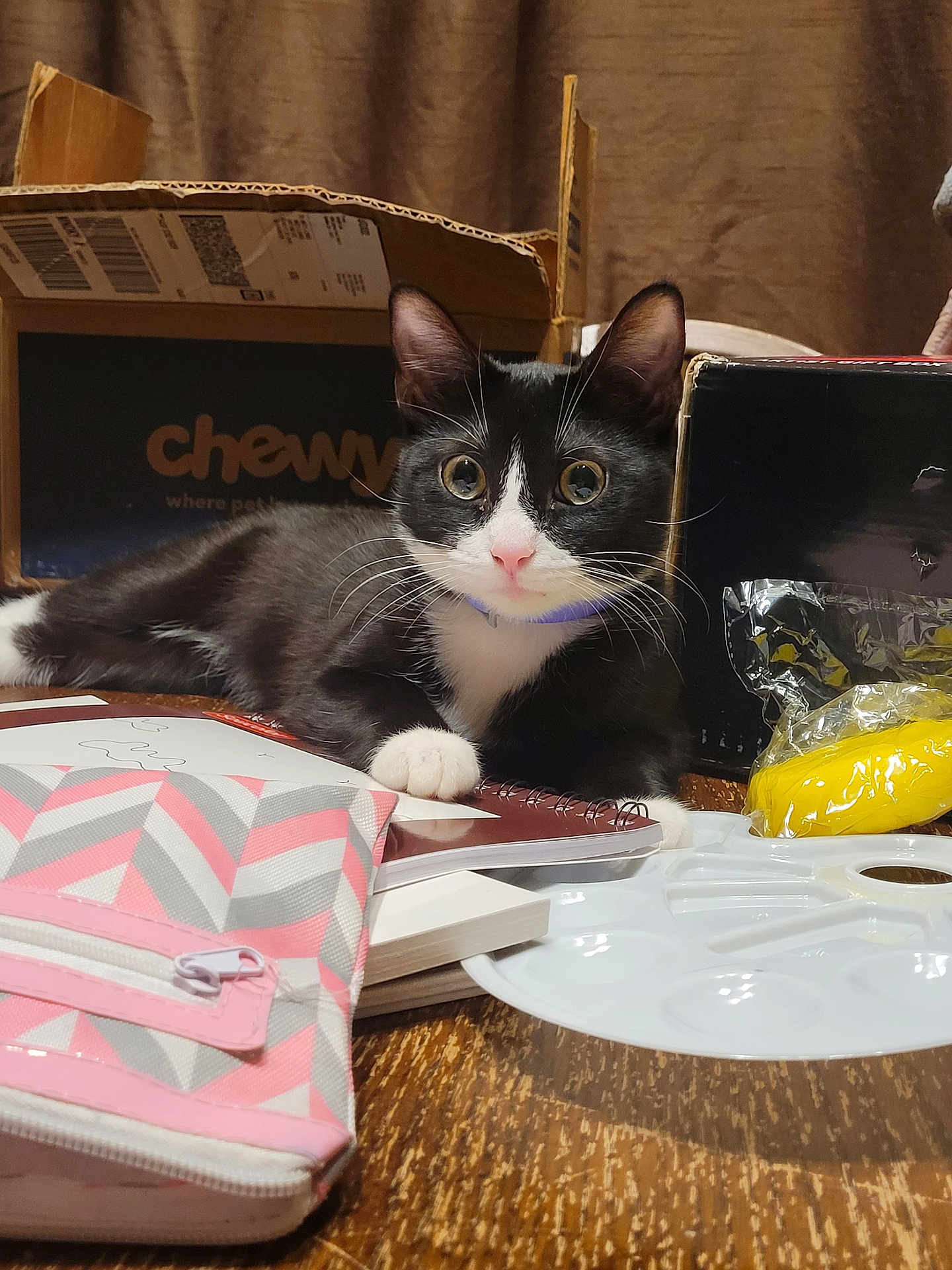 Cici Mini joined the competition — help win amazing prizes! cat, tuxedo_cat, wide_eyes, table, art_supplies, paint_palette, notebooks, pouch, pink, gray, cardboard_box, chewy_logo, wooden_surface, pet, indoor, curious, whiskers, black_and_white, relaxed, domestic_cat