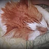 cat, sleeping, orange_cat, white_cat, pet, feline, cozy, blanket, rest, nap, fur, animal, cute, domestic_cat, indoor, relaxation, paw, closeup, comfort, peaceful