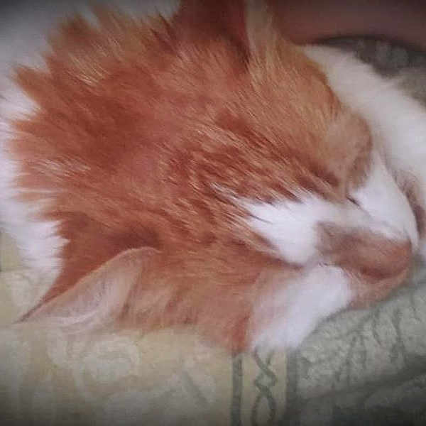 Felix