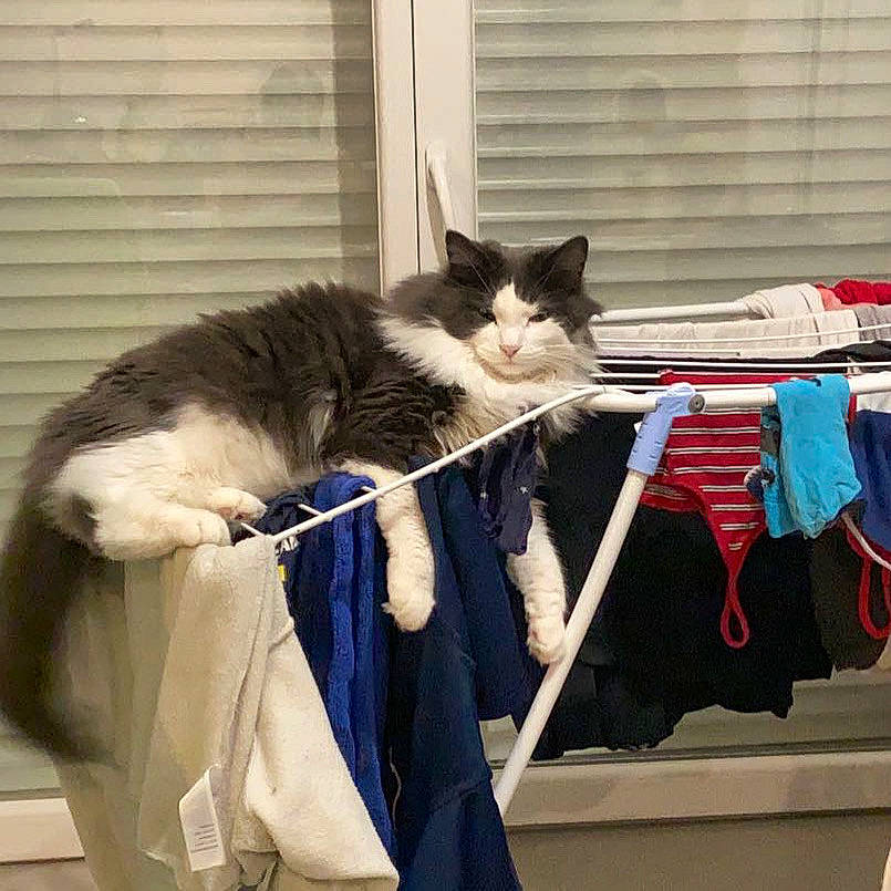 Néron participe au concours pour gagner de l'argent avec cette photo : bag, baggage, carmine, carnivore, cat, closet, clothes_hanger, comfort, domestic_short_haired_cat, electric_blue, felidae, fur, luggage_and_bags, personal_protective_equipment, sitting, small_to_medium_sized_cats, sportswear, tail, whiskers, window