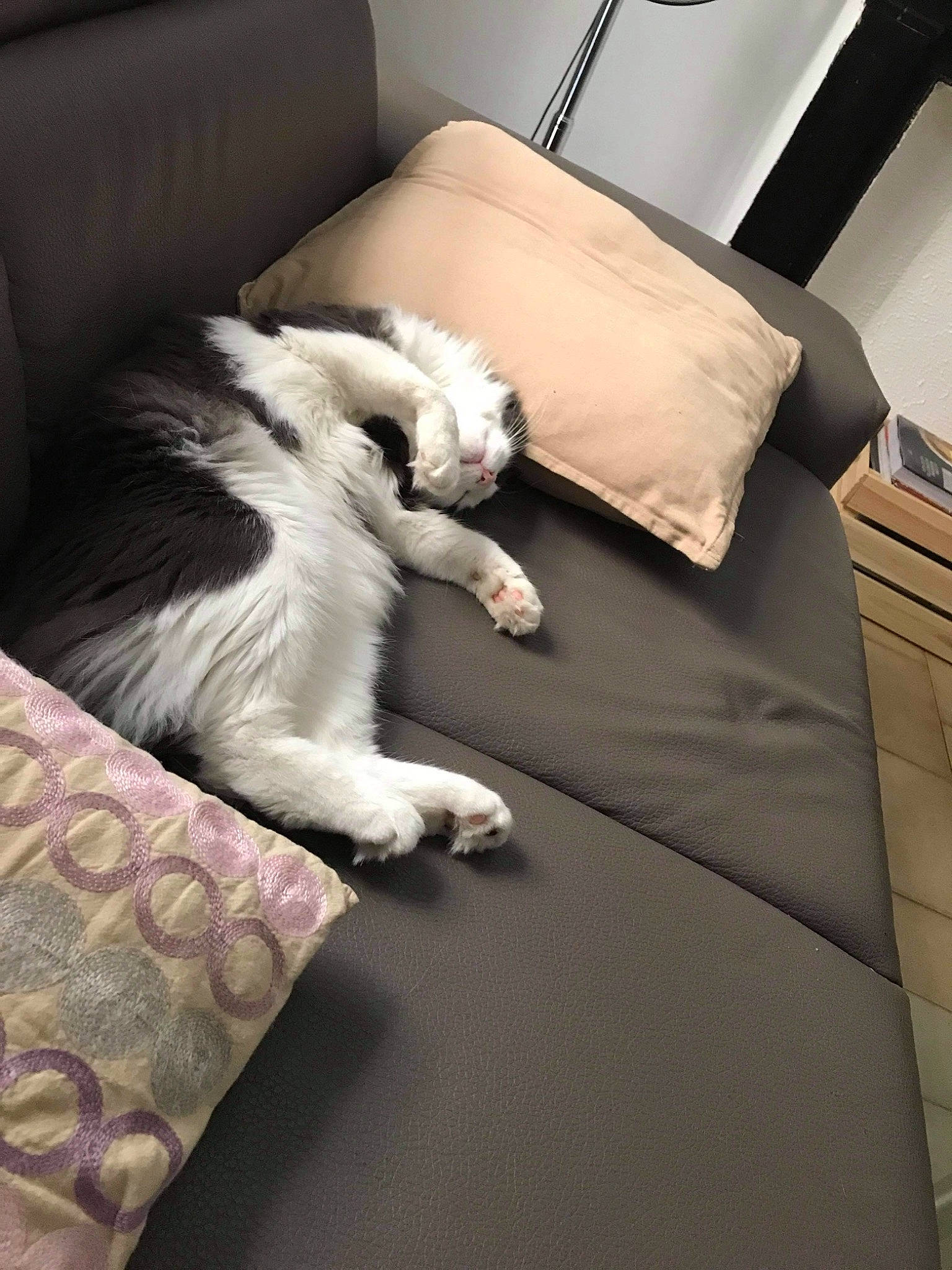 Néron a rejoint le concours — aidez-le/la à gagner de superbes lots ! bedding, canidae, carnivore, cat, comfort, companion_dog, couch, dog_breed, felidae, floor, flooring, grey, hardwood, linens, pillow, small_to_medium_sized_cats, sporting_group, tail, whiskers, wood