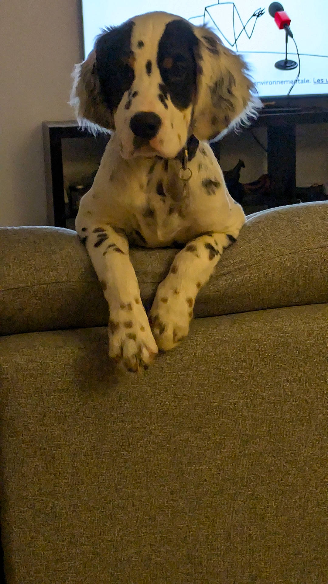 Viggo a rejoint le concours — aidez-le/la à gagner de superbes lots ! animal, architecture, armchair, building, canine, chair, cockerspaniel, couch, dalmatian, dog, electricaldevice, furniture, hound, indoors, livingroom, microphone, pet, pointer, puppy, room