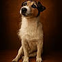 animal, brown_background, canine, cute, dog, domestic_animal, ears, eyes, fur, jack_russell_terrier, looking_up, nose, paw, pet, portrait, puppy, sitting, studio_lighting, whiskers, young