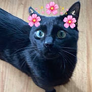 Nesso joined the competition — help win amazing prizes! cat, black_cat, pet, animal, wooden_floor, indoor, digital_filter, flower_crown, pink_flowers, cute, curious, whiskers, ears, eyes, looking_up, feline, domestic_animal, close_up, portrait, playful