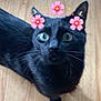 cat, black_cat, pet, animal, wooden_floor, indoor, digital_filter, flower_crown, pink_flowers, cute, curious, whiskers, ears, eyes, looking_up, feline, domestic_animal, close_up, portrait, playful