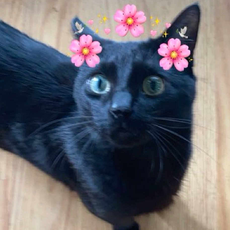 Nesso joined the competition — help win amazing prizes! animal, black_cat, cat, close_up, curious, cute, digital_filter, domestic_animal, ears, eyes, feline, flower_crown, indoor, looking_up, pet, pink_flowers, playful, portrait, whiskers, wooden_floor