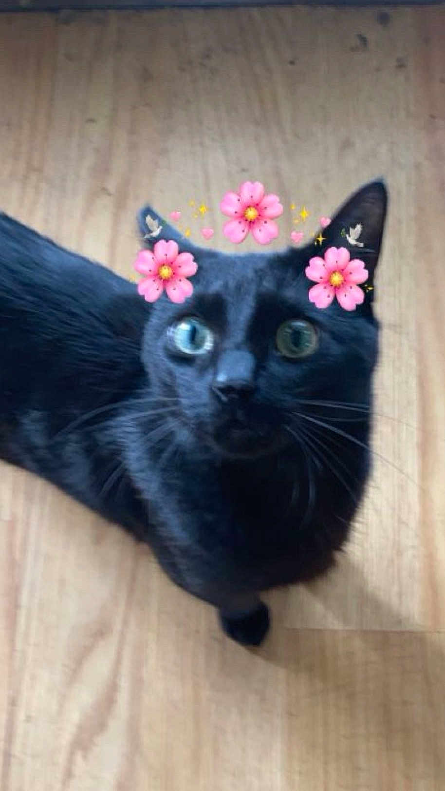 Nesso joined the competition — help win amazing prizes! cat, black_cat, pet, animal, wooden_floor, indoor, digital_filter, flower_crown, pink_flowers, cute, curious, whiskers, ears, eyes, looking_up, feline, domestic_animal, close_up, portrait, playful