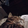 animal, bedroom, cat, close_up, cozy, cute, domestic_animal, feline, fur, furniture, indoor, paw, peaceful, pet, quiet, resting, sleeping, soft, tabby_cat, whiskers