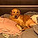 Vaiana