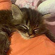 Gregor is registered to the contest to win money with this photo: kitten, cat, sleeping, fur, orange, paw, closeup, cozy, pet, animal, cute, resting, soft, feline, indoor, domestic, young, whiskers, relaxing, adorable