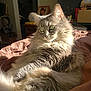 cat, fluffy, gray, bed, sunlight, indoor, pet, feline, relaxed, fur, whiskers, ears, eyes, domestic, cozy, room, blanket, window_light, portrait, resting