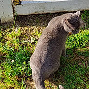 Cole is registered to the contest to win money with this photo: cat, gray_cat, butterfly, yellow_butterfly, grass, greenery, white_fence, outdoor, nature, sunlight, animal, pet, tail, fur, insect, wildlife, daylight, ground, small_flower, leaf