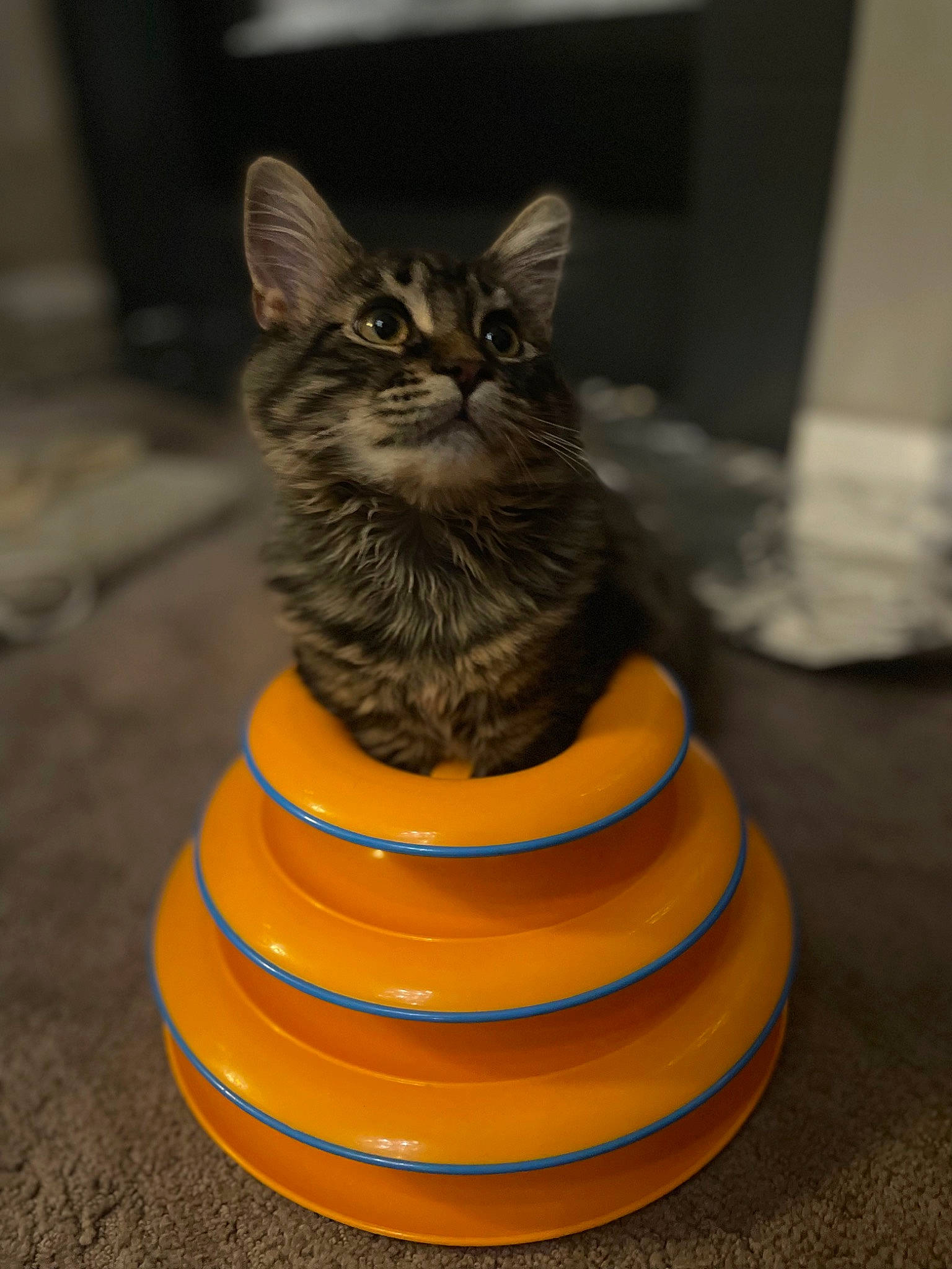 Hendrix is registered to the contest to win money with this photo: art, black_cat, carnivore, cat, cat_toy, circle, cone, domestic_short_haired_cat, felidae, hat, metal, sculpture, small_to_medium_sized_cats, snout, stairs, tail, vertebrate, whiskers, window