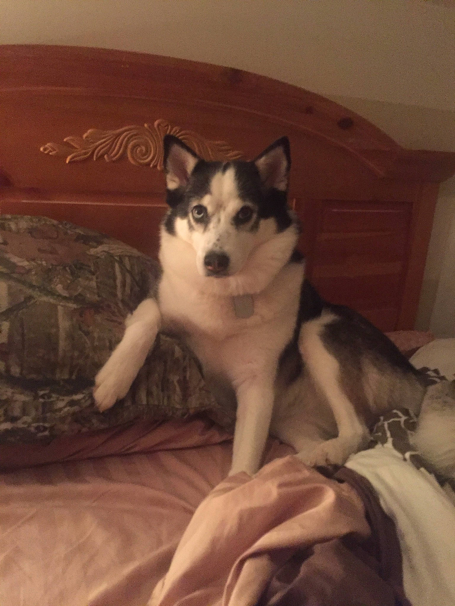 Abbie joined the competition — help win amazing prizes! alaskan_klee_kai, alaskan_malamute, canadian_eskimo_dog, canidae, carnivore, dog, dog_breed, east_siberian_laika, labrador_husky, mammal, miniature_siberian_husky, native_american_indian_dog, sakhalin_husky, seppala_siberian_sleddog, siberian_husky, sled_dog, tamaskan_dog, vertebrate, west_siberian_laika, wolfdog