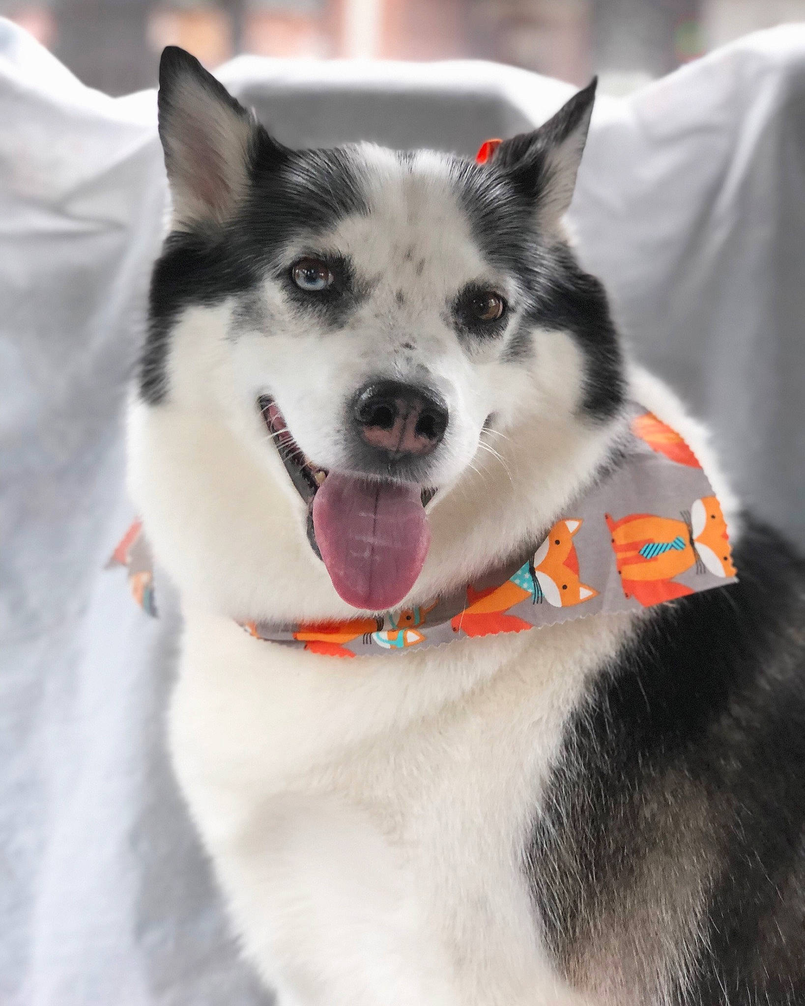 Abbie joined the competition — help win amazing prizes! alaskan_klee_kai, alaskan_malamute, canadian_eskimo_dog, canidae, carnivore, collar, dog, dog_breed, greenland_dog, mammal, miniature_siberian_husky, native_american_indian_dog, northern_inuit_dog, sakhalin_husky, seppala_siberian_sleddog, siberian_husky, sled_dog, snout, tamaskan_dog, vertebrate