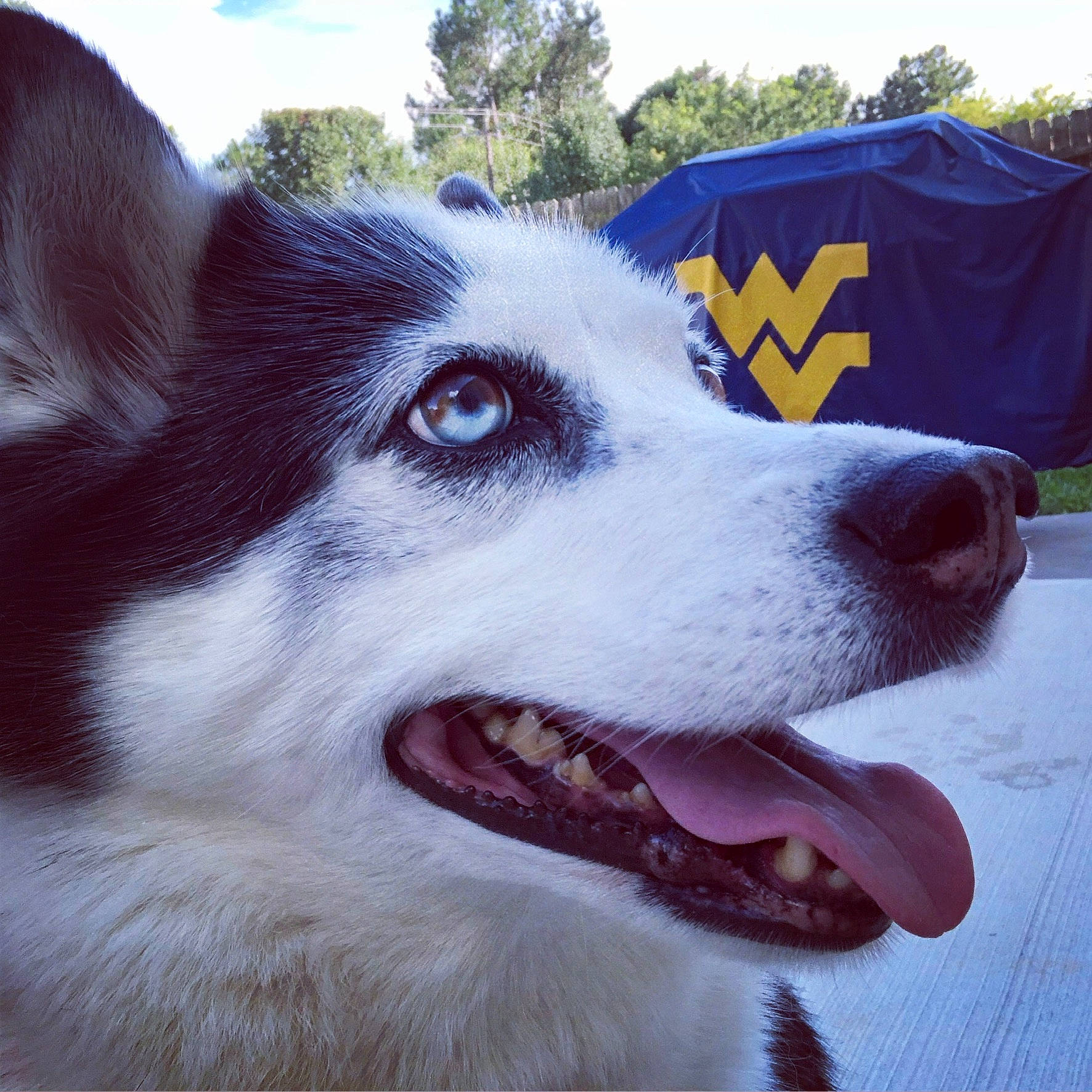 Abbie joined the competition — help win amazing prizes! alaskan_malamute, canadian_eskimo_dog, canidae, carnivore, dog, dog_breed, eye, head, jaw, mammal, nose, organ, rare_breed_dog, sakhalin_husky, seppala_siberian_sleddog, siberian_husky, sled_dog, snout, vertebrate, wolfdog