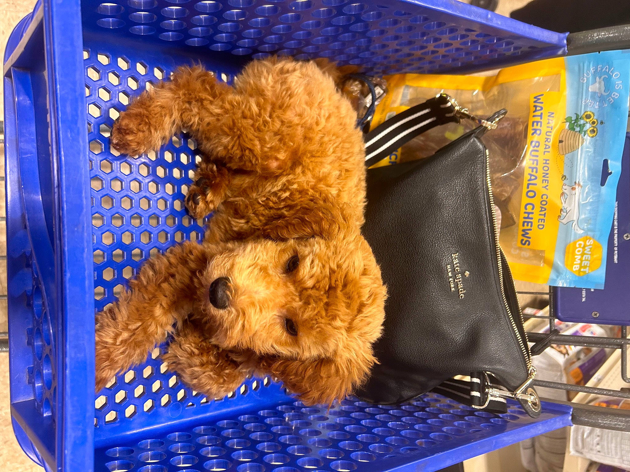 Cliff is registered to the contest to win money with this photo: blue, carnivore, companion_dog, dog_breed, electric_blue, fur, sporting_group, stuffed_toy, teddy_bear, terrier, toy, working_animal