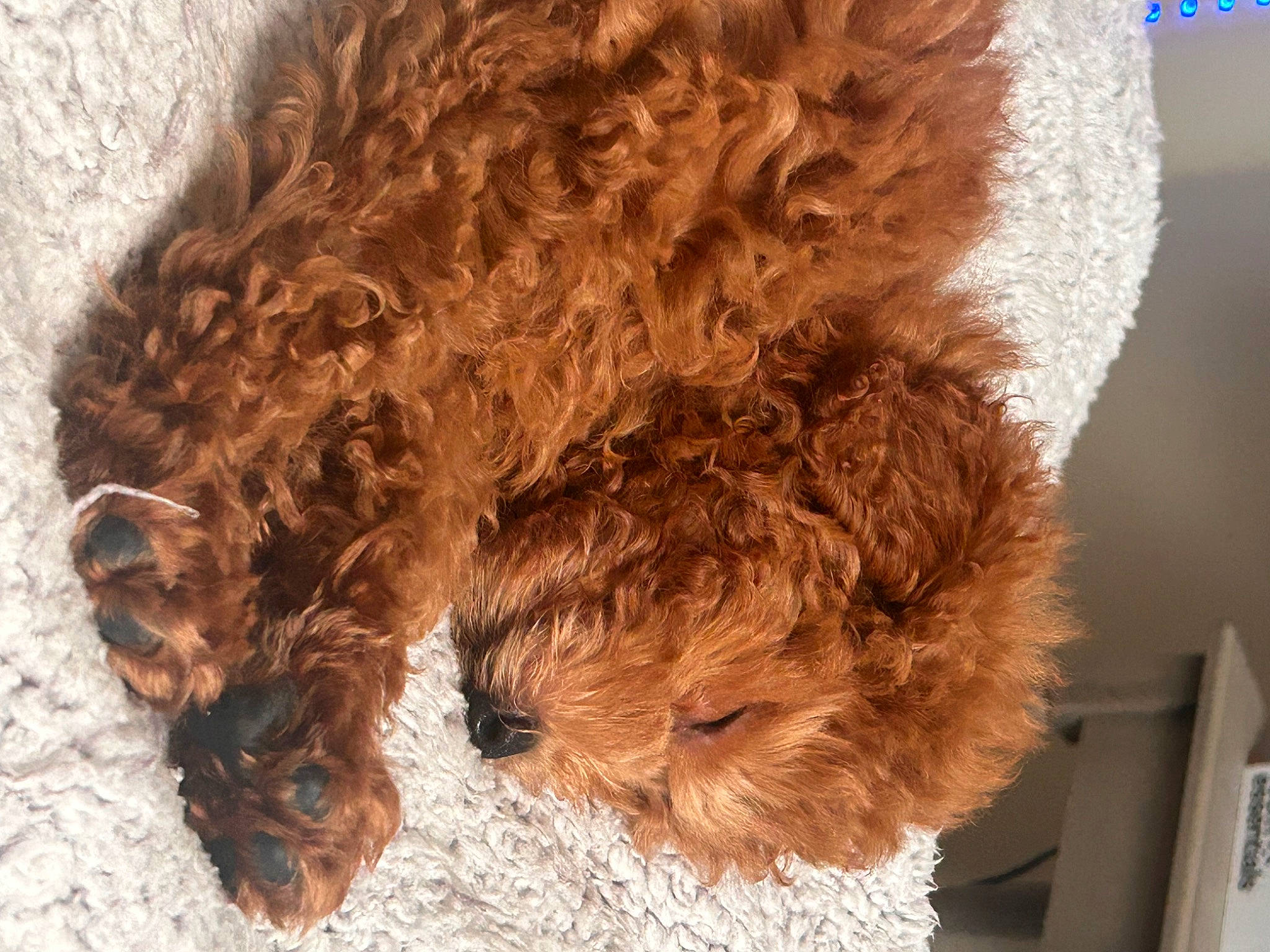 Cliff is registered to the contest to win money with this photo: canidae, carnivore, companion_dog, dog, dog_breed, fawn, fur, labradoodle, liver, picture_frame, poodle, poodle_crossbreed, shelf, snout, sporting_group, terrestrial_animal, terrier, toy_dog, water_dog, working_animal