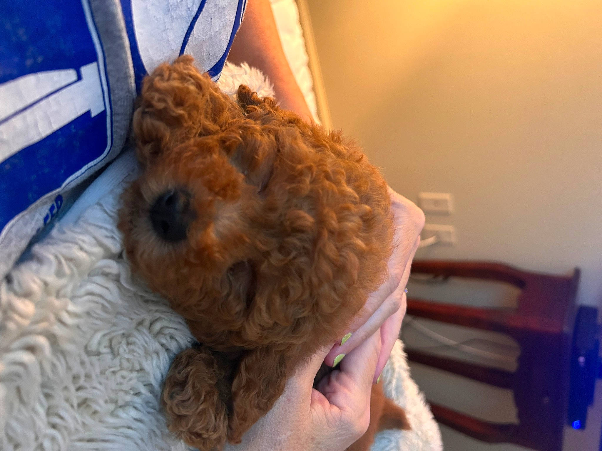 Cliff joined the competition — help win amazing prizes! blue, carnivore, comfort, companion_dog, dog, dog_breed, fiber, fur, non_sporting_group, poodle, poodle_crossbreed, small_terrier, snout, sporting_group, sunglasses, terrier, toy, toy_dog, water_dog, working_animal