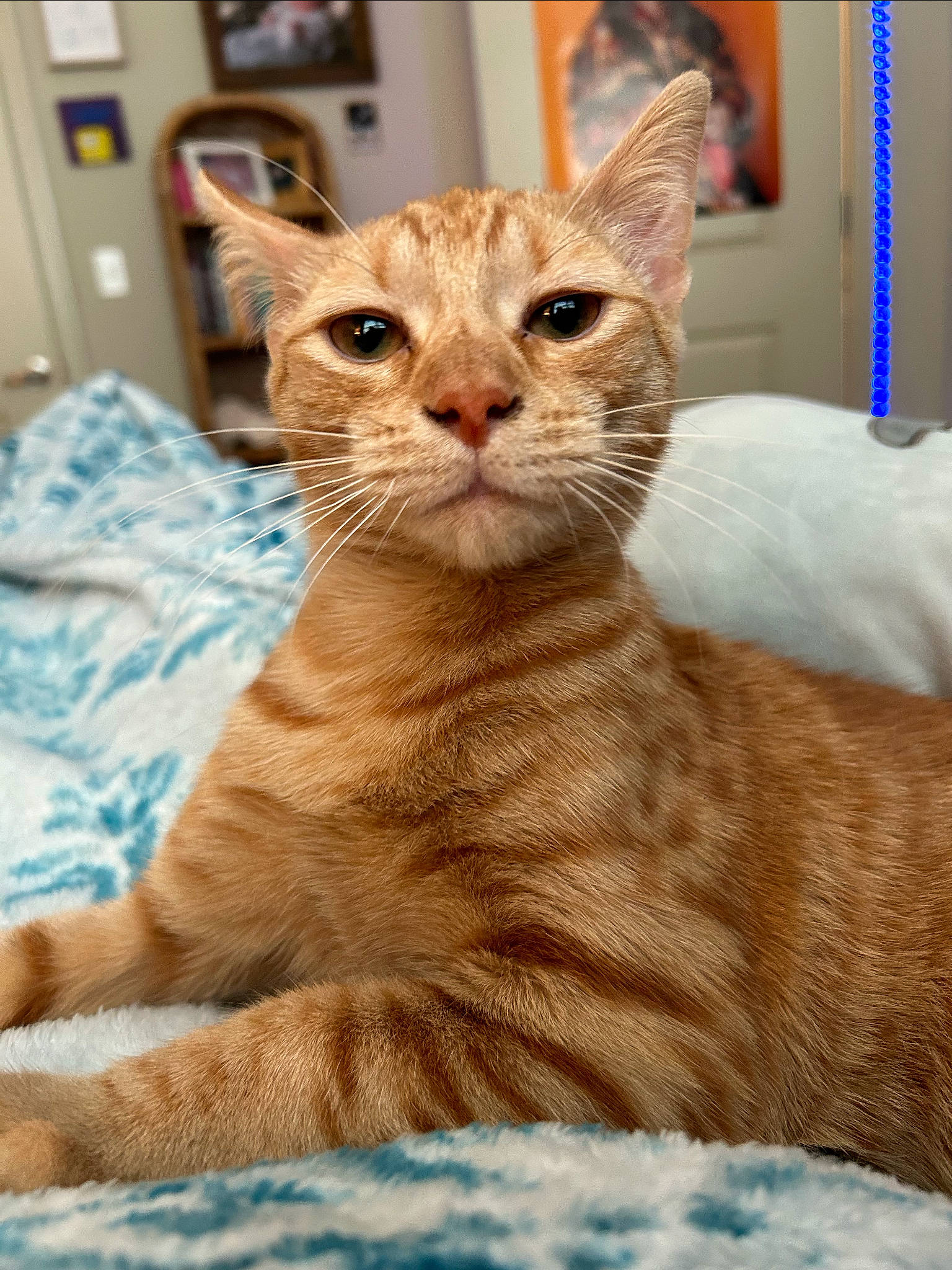 Murphy joined the competition — help win amazing prizes! bookcase, carnivore, cat, comfort, domestic_short_haired_cat, fawn, felidae, fur, picture_frame, small_to_medium_sized_cats, snout, tail, terrestrial_animal, whiskers, wildlife, window