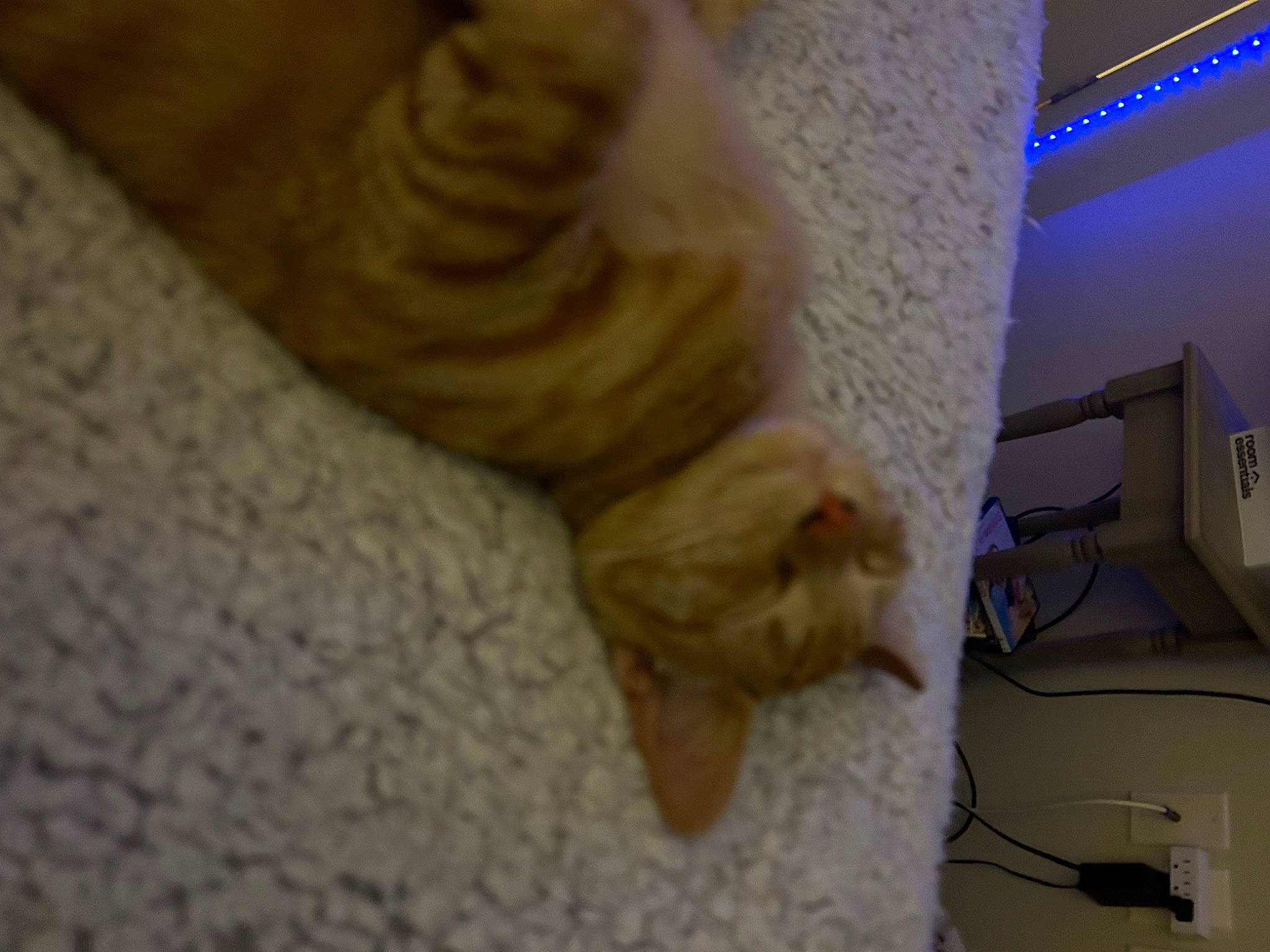 Murphy is registered to the contest to win money with this photo: carnivore, cat, claw, comfort, companion_dog, dog_breed, domestic_short_haired_cat, fawn, felidae, floor, flooring, fur, hardwood, paw, room, small_to_medium_sized_cats, tail, whiskers, wood, wrinkle