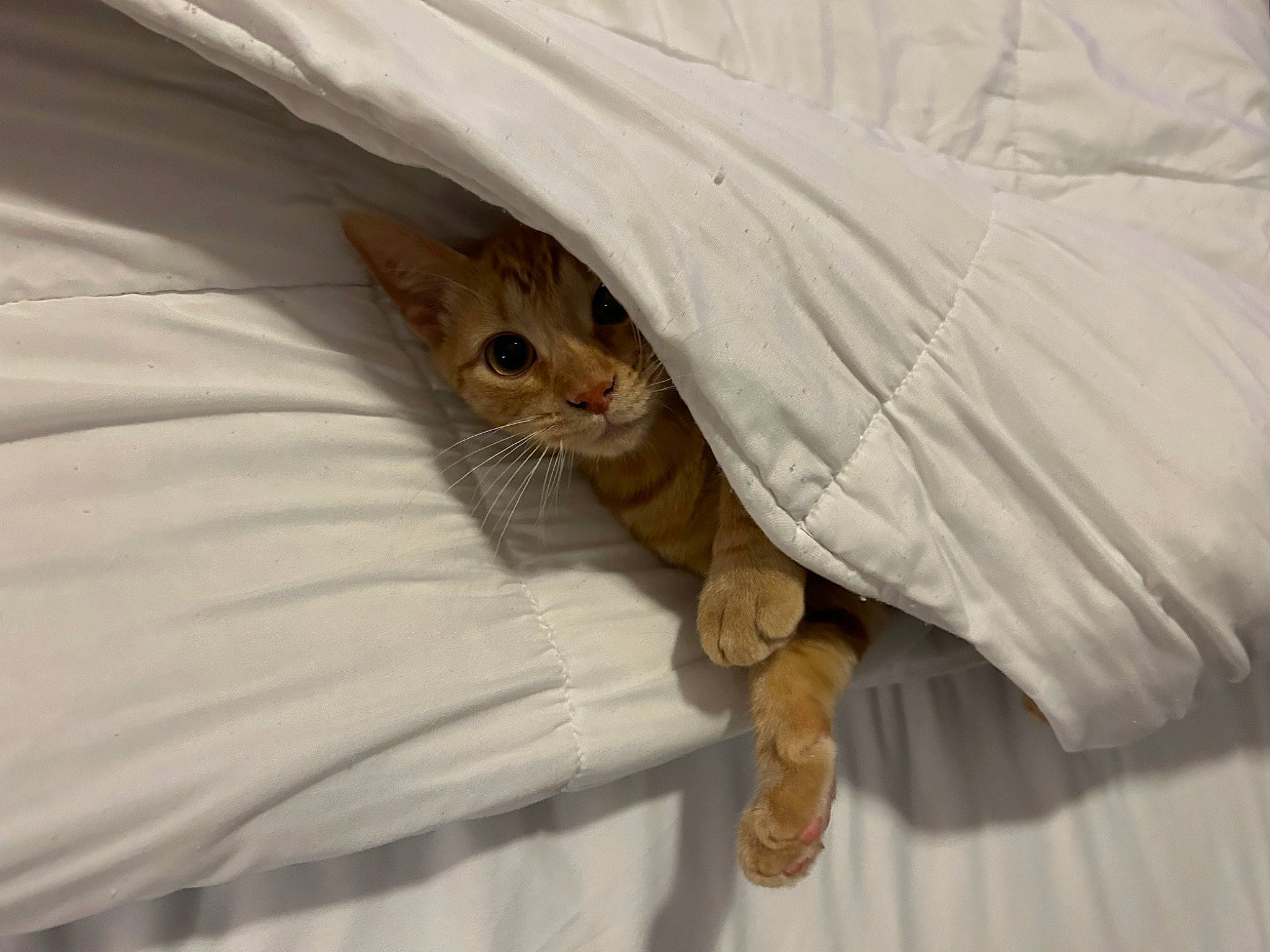 Murphy joined the competition — help win amazing prizes! bed, bed_sheet, bedding, carnivore, cat, comfort, domestic_short_haired_cat, fawn, felidae, fur, gesture, linens, paw, sleeve, small_to_medium_sized_cats, snout, tail, terrestrial_animal, whiskers, wood