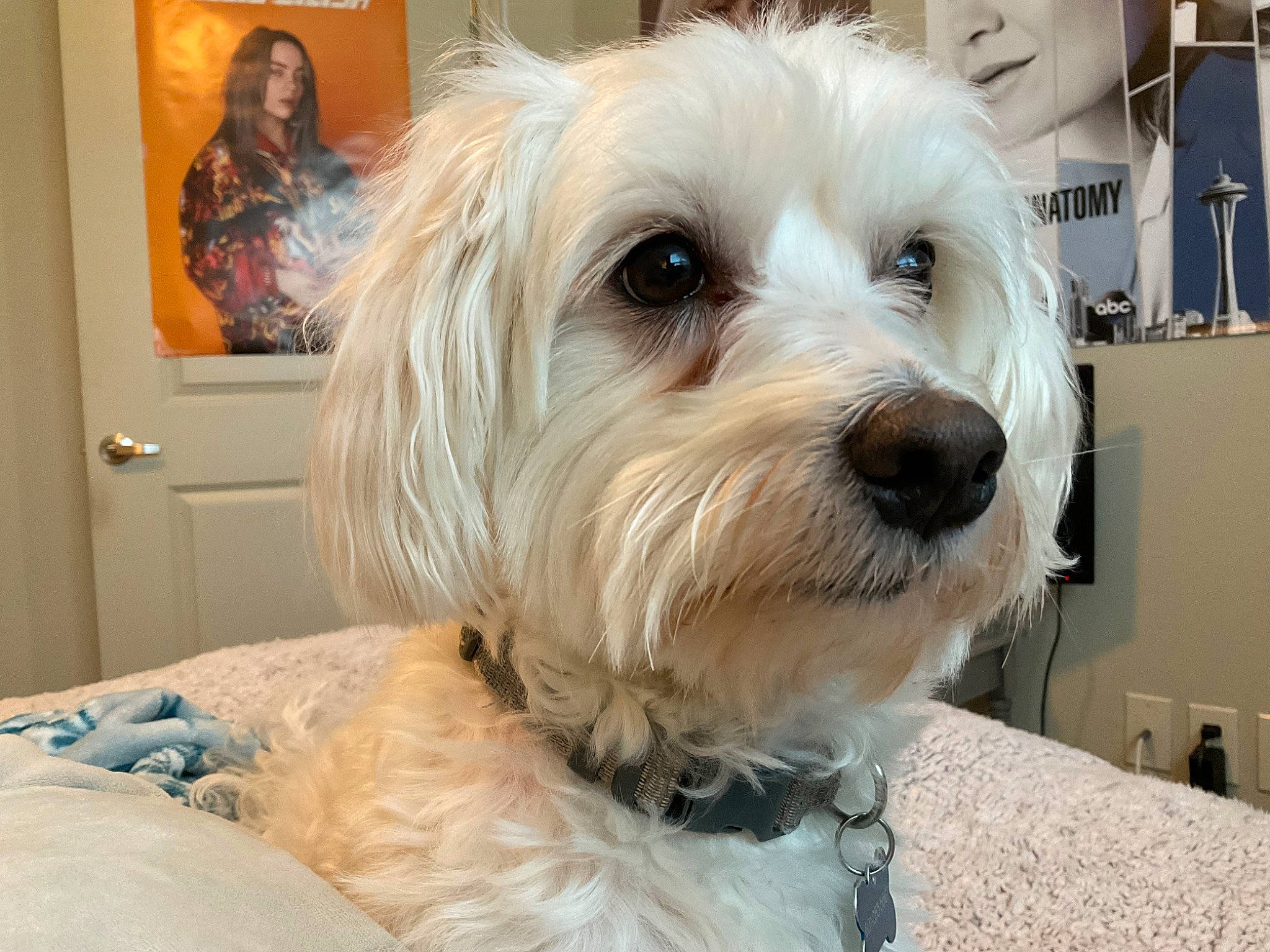 Mike joined the competition — help win amazing prizes! canidae, carnivore, comfort, companion_dog, dog, dog_breed, dog_collar, fur, labradoodle, maltepoo, non_sporting_group, picture_frame, poodle_crossbreed, small_terrier, snout, sporting_group, terrier, toy_dog, working_animal, yorkipoo