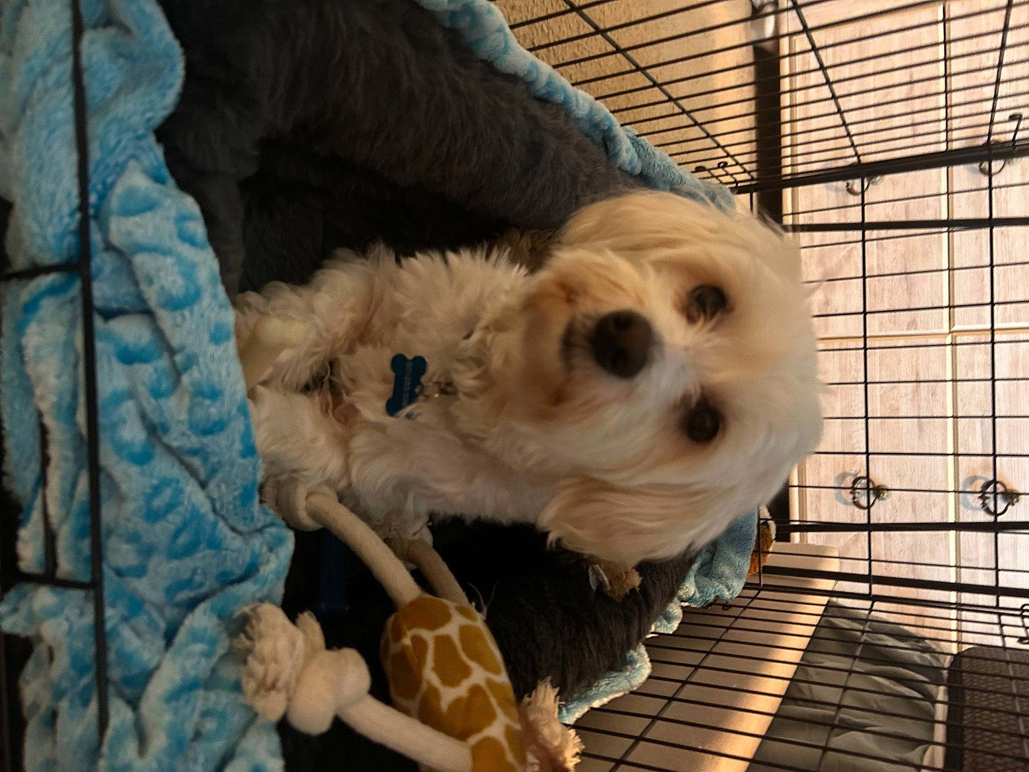 Mike is registered to the contest to win money with this photo: canidae, carnivore, companion_dog, dog, dog_breed, dog_clothes, dog_collar, dog_crate, dog_supply, fawn, fur, labradoodle, pet_supply, puppy_love, small_terrier, snout, sporting_group, toy, toy_dog, working_animal