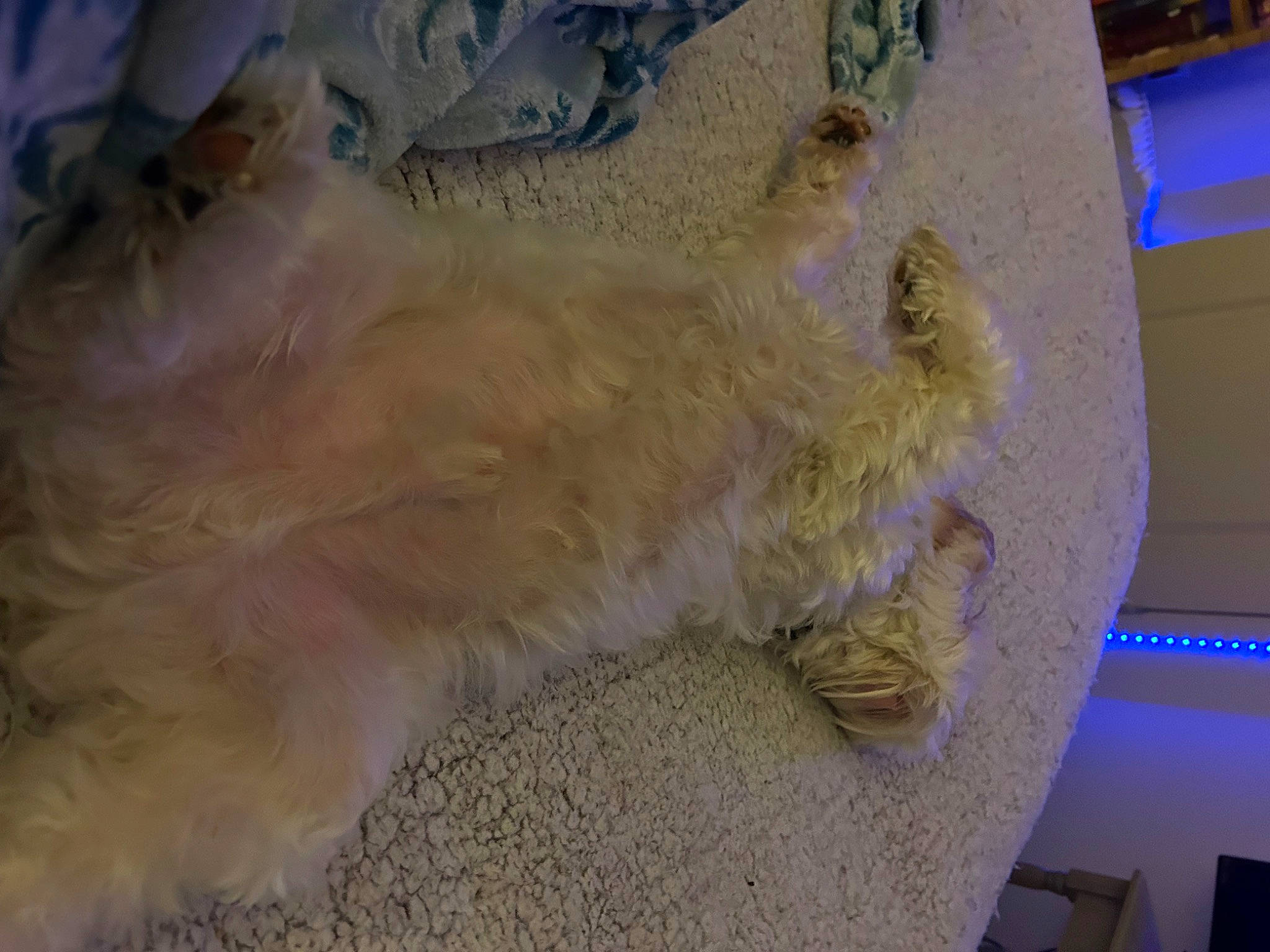 Mike joined the competition — help win amazing prizes! art, carnivore, companion_dog, dog_breed, felidae, flooring, fur, glass, paw, plaster, small_to_medium_sized_cats, tail, visual_arts, whiskers, wood