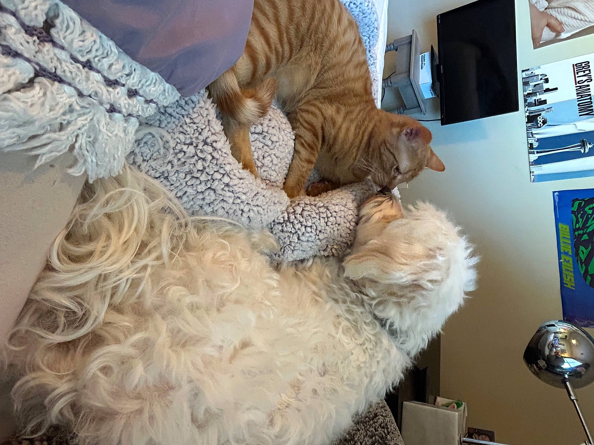 Mike is registered to the contest to win money with this photo: canidae, carnivore, collar, comfort, companion_dog, couch, dog, dog_breed, fawn, felidae, fur, glasses, natural_material, small_to_medium_sized_cats, sporting_group, tail, whiskers, wood, wool, working_animal