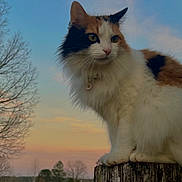 Daisy joined the competition — help win amazing prizes! cat, calico_cat, animal, pet, outdoor, sunset, sky, tree, wood, post, nature, fur, whiskers, collar, rural, field, landscape, quiet, serene, majestic