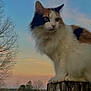cat, calico_cat, animal, pet, outdoor, sunset, sky, tree, wood, post, nature, fur, whiskers, collar, rural, field, landscape, quiet, serene, majestic