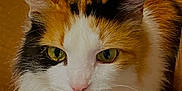Daisy is registered to the contest to win money with this photo: cat, calico, fluffy, green_eyes, whiskers, close_up, pet, domestic_cat, fur, collar, bell, box, curious, animal, cute, indoor, portrait, feline, mammal, looking_up
