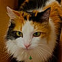 cat, calico, fluffy, green_eyes, whiskers, close_up, pet, domestic_cat, fur, collar, bell, box, curious, animal, cute, indoor, portrait, feline, mammal, looking_up