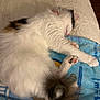 Daisy is registered to the contest to win money with this photo: cat, sleeping, fluffy, white, black_patch, brown_patch, tail, paws, blanket, blue_blanket, cream_blanket, indoor, pet, cute, relaxation, fur, cozy, resting, animal, domestic