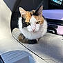 Daisy is registered to the contest to win money with this photo: cat, calico, animal, pet, car_interior, suitcase, sunlight, floor, whiskers, fur, ears, nose, relaxing, indoor, travel, shadow, window, car_door, closeup, domestic_cat