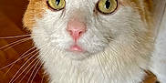 Winn is registered to the contest to win money with this photo: cat, orange_cat, white_cat, close_up, pet, animal, whiskers, indoor, floor, curious, feline, face, ears, eyes, nose, fur, domestic_animal, looking_up, cute, mammal