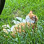 Winn joined the competition — help win amazing prizes! animal, cat, closeup, daylight, feline, fur, grass, greenery, lying_down, mammal, nature, orange_cat, outdoor, peaceful, pet, relaxing, resting, summer, white_cat, wildlife