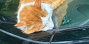 Winn joined the competition — help win amazing prizes! animal, black_car, calm, car_hood, cat, closeup, cute, daylight, domestic_cat, fence, fur, greenery, orange_cat, outdoor, pet, relaxed, resting, sleeping, vehicle, white_cat