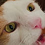 Winn is registered to the contest to win money with this photo: cat, close_up, green_eyes, white_fur, orange_fur, pink_nose, whiskers, mouth_open, teeth, pet, animal, cute, indoor, fur, face, snack, bite, food, feline, playful