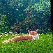 Winn is registered to the contest to win money with this photo: cat, grass, outdoor, nature, animal, greenery, wildflowers, relaxing, fluffy, field, trees, peaceful, serene, daytime, mammal, back_view, pet, resting, calm, summer