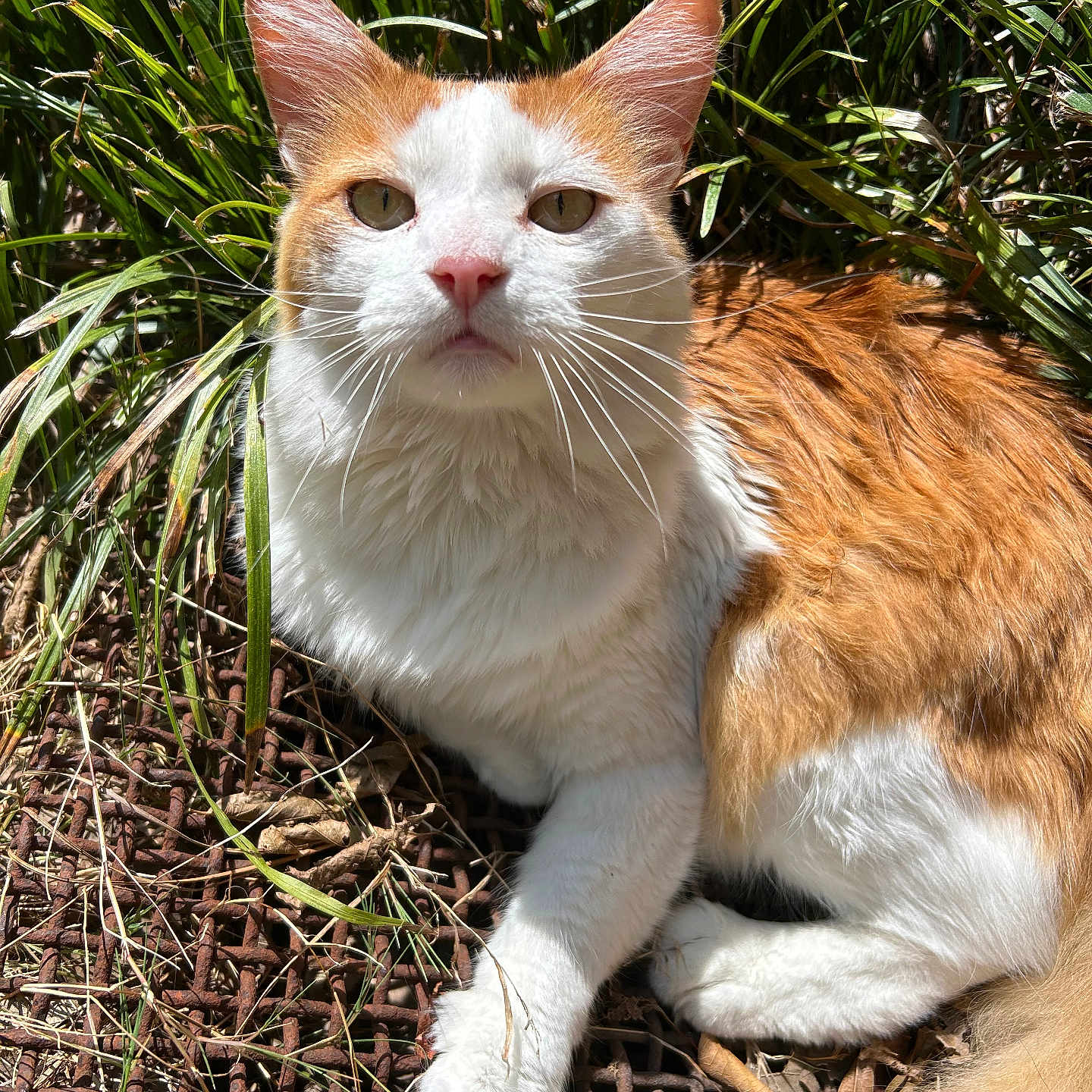 Winn is registered to the contest to win money with this photo: animal, cat, close_up, curious, cute, ears, feline, fur, grass, lying_down, mammal, nature, orange_and_white, outdoor, paw, pet, relaxed, rusty_metal_grate, sunlight, whiskers